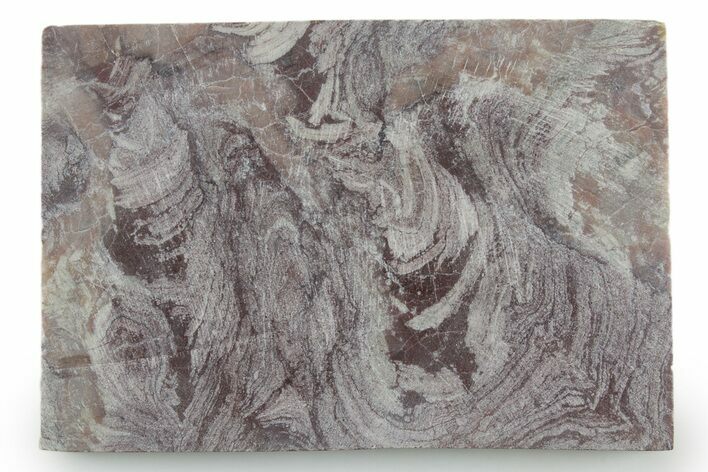 Polished, Neoproterozoic Stromatolite (Conophyton) - Morocco #347339